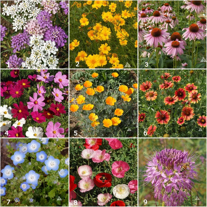 Potting Shed Creations, Ltd. - Wholesale Plant Seeds - Garden Sprinkles | Honeybee | Pollinators | Best Seller