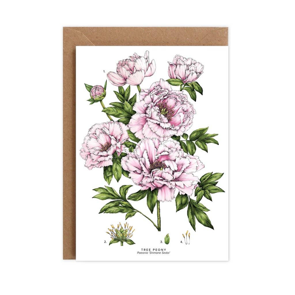 Catherine Lewis Design - Wholesale Everyday greeting card - Tree Peony1
