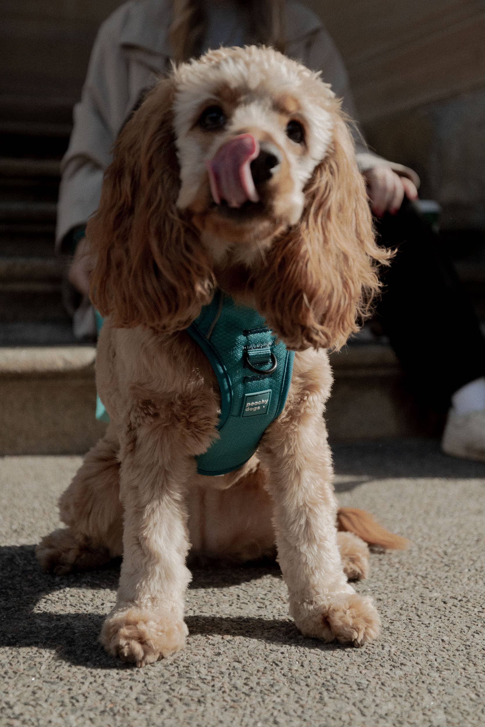 Peachy Dogs - Wholesale Pet Harness - Dog - Mojito Classic 2.0 Harness12