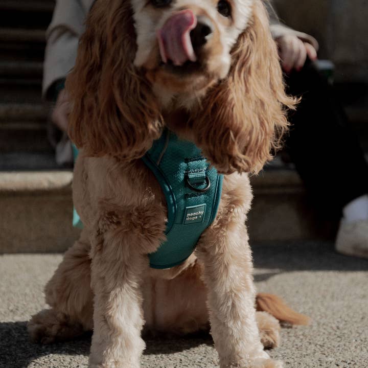 Peachy Dogs - Wholesale Pet Harness - Dog - Mojito Classic 2.0 Harness12