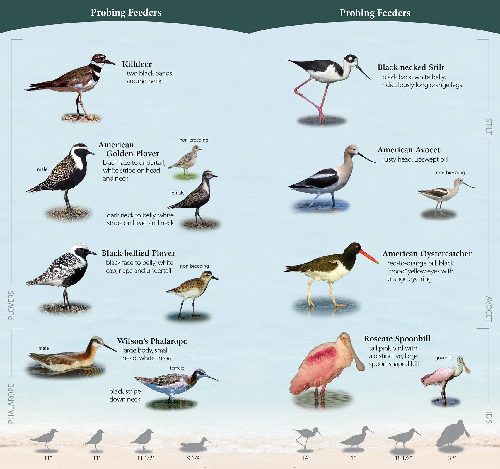 AdventureKEEN - Wholesale Nature & Outdoors - Shorebirds of Southeast & Gulf Quick Guide1