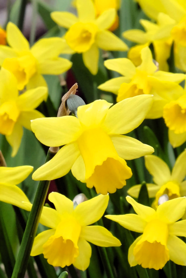 GardenPerspective – wholesale Live plant – 5 - Narcissus Daffodil Plants Perennial Bare Roots Outdoor0