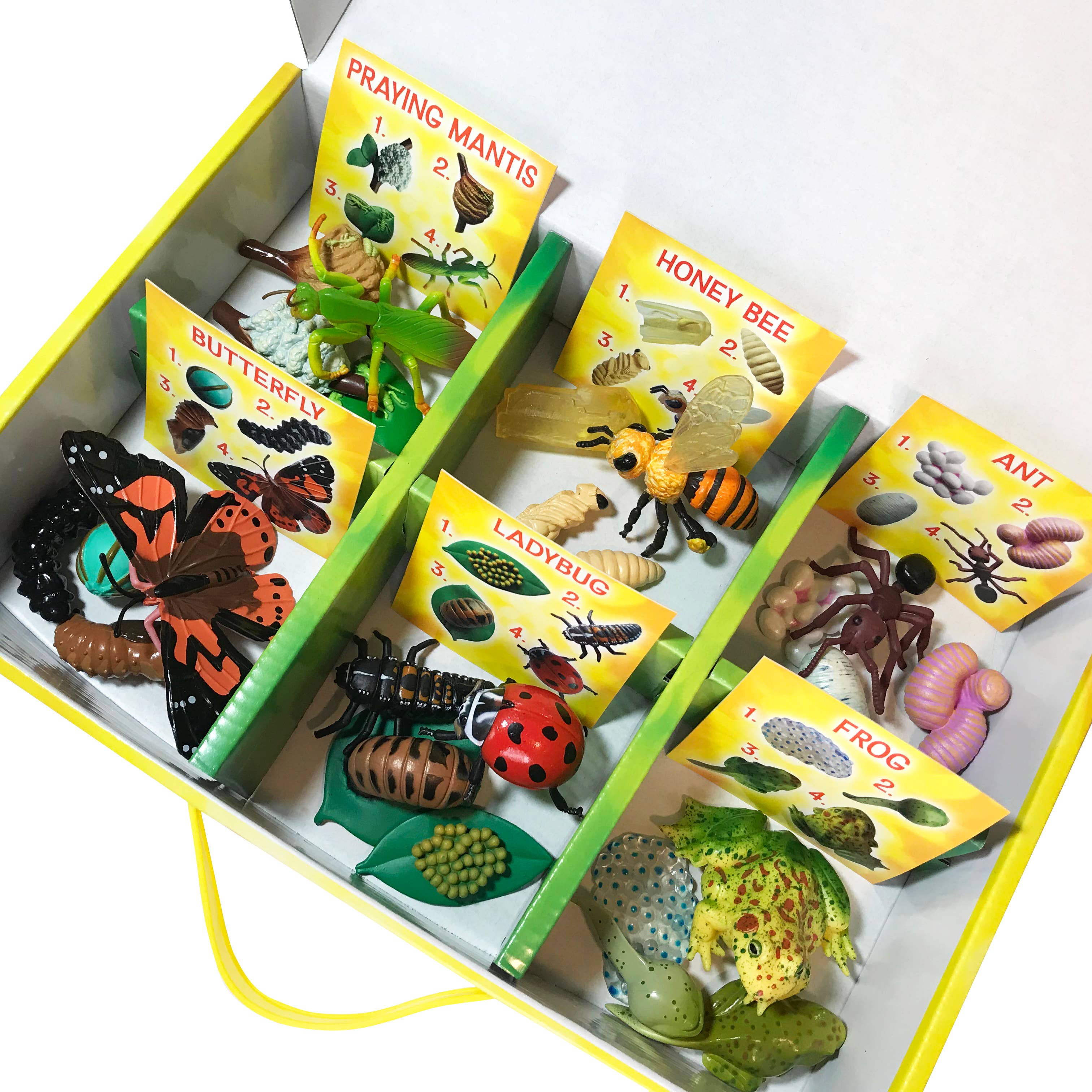 INSECT LORE - Vente Figurine – enfant - Figurines du cycle de vie - Ensemble de 24 pièces3