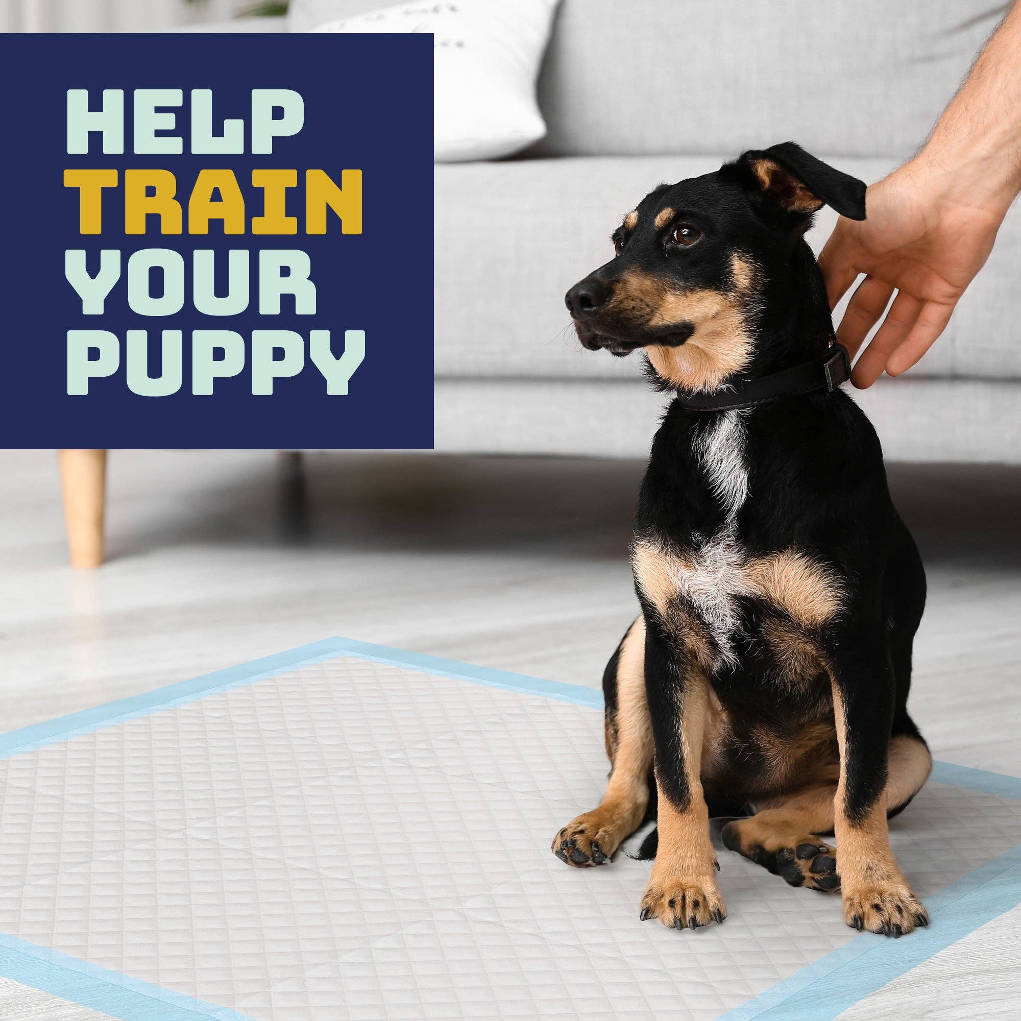 Katziela – wholesale Kissmatta - Hund – Engångs djurpads för valpträning och äldre hundar7