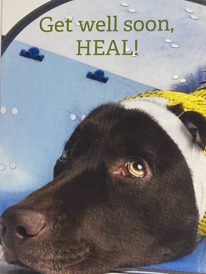 Get Well Grußkarte, Hund, Tier, Grußkarte für den Großhandel von 90210 Exotics