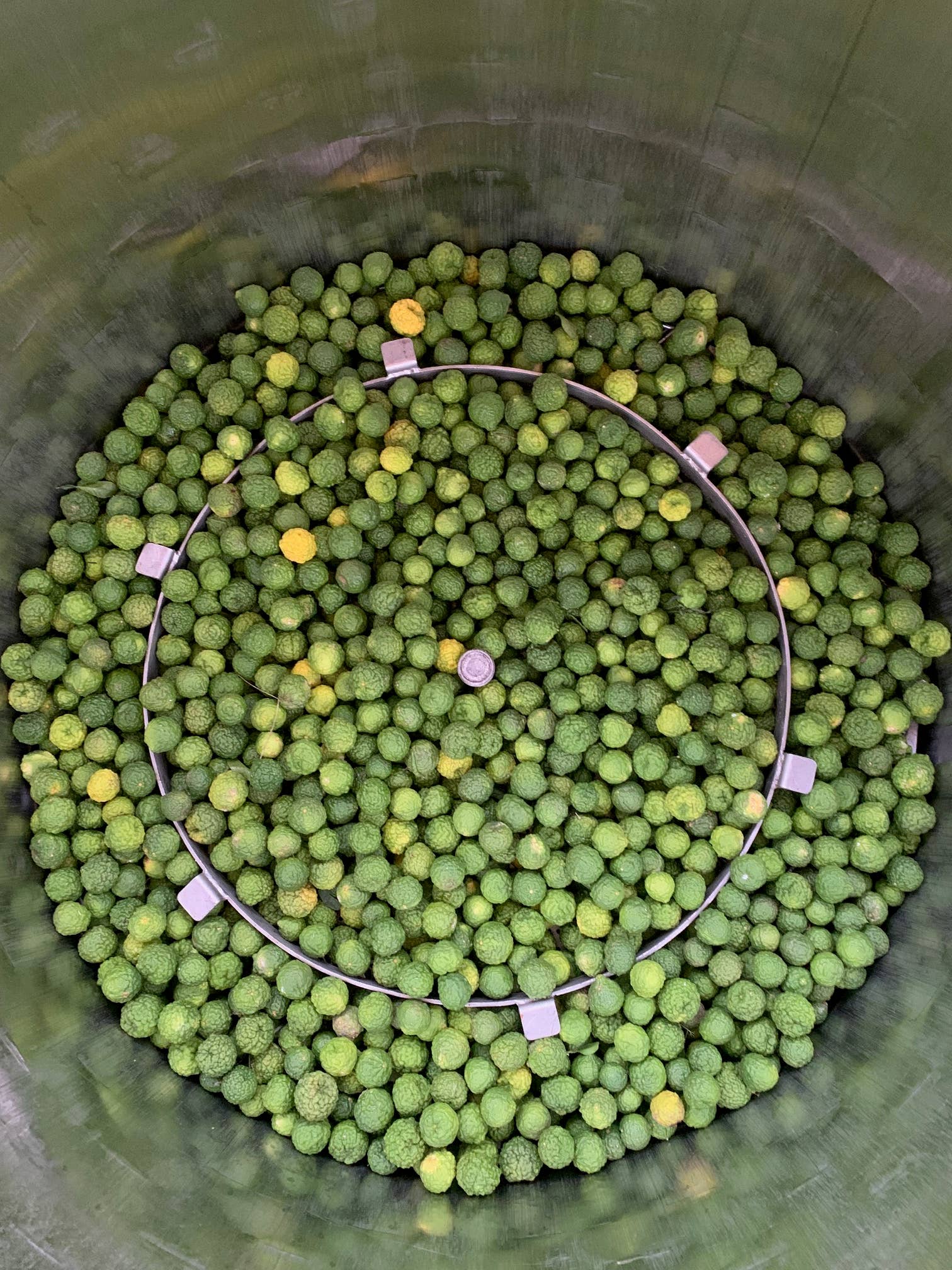 Essences Naturelles Corses - Vente Huile essentielle - Combava corse biodynamie - huile essentielle - Aromathérapie5