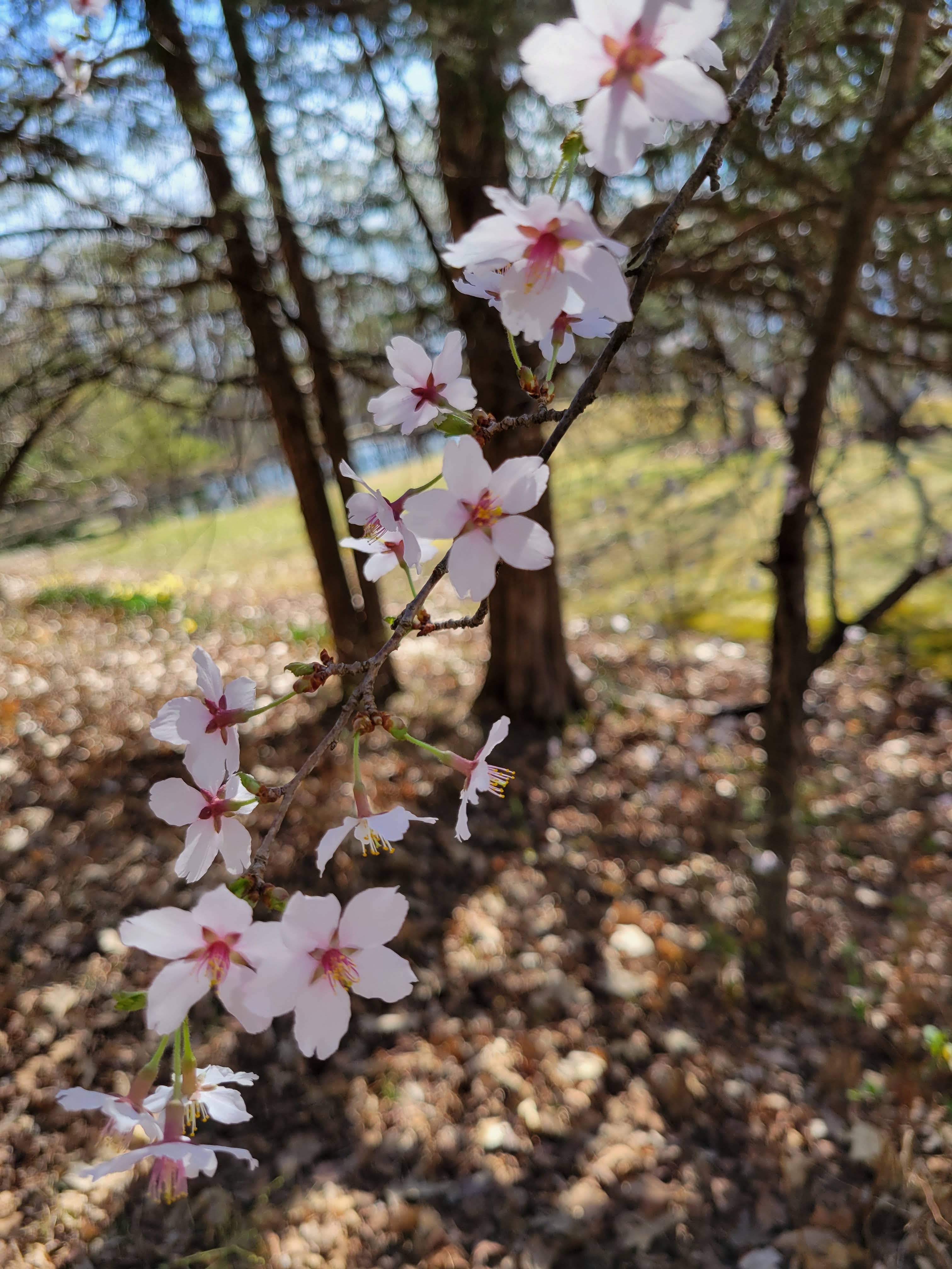 Cosmic Mother - Wholesale Oral Supplement/Vitamin - Cherry Blossom Flower Essence | Vibrational Remedy1
