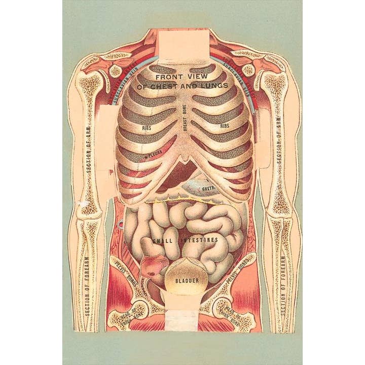 Found Image Press – Großhandel Briefpapier-/Postkarten-Set – Grußkarte AY-114 Knochen und Organe des Torsos
