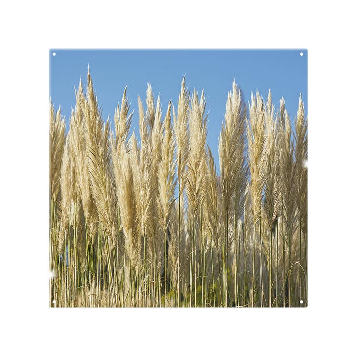 Pampus Grass Designer Splash Back for wholesale by Benjamin Tate Design