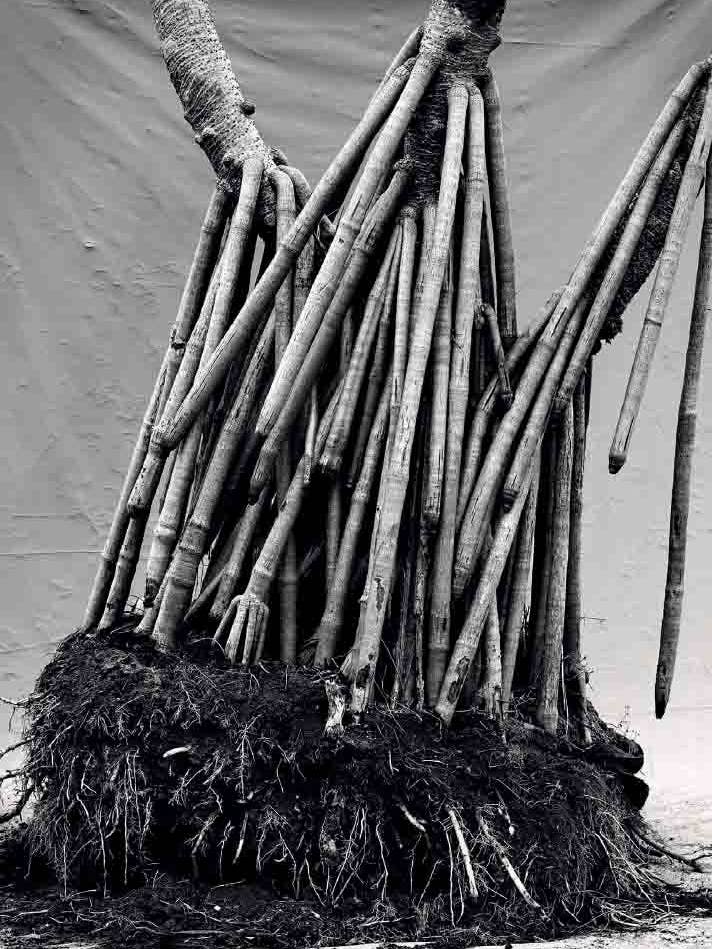 PANDANUS for wholesale by spirit publishing pty ltd