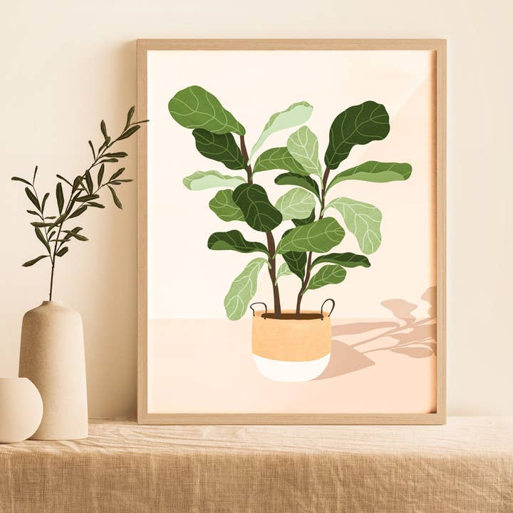 Ficus Lyrata for wholesale by AIKA & Co.