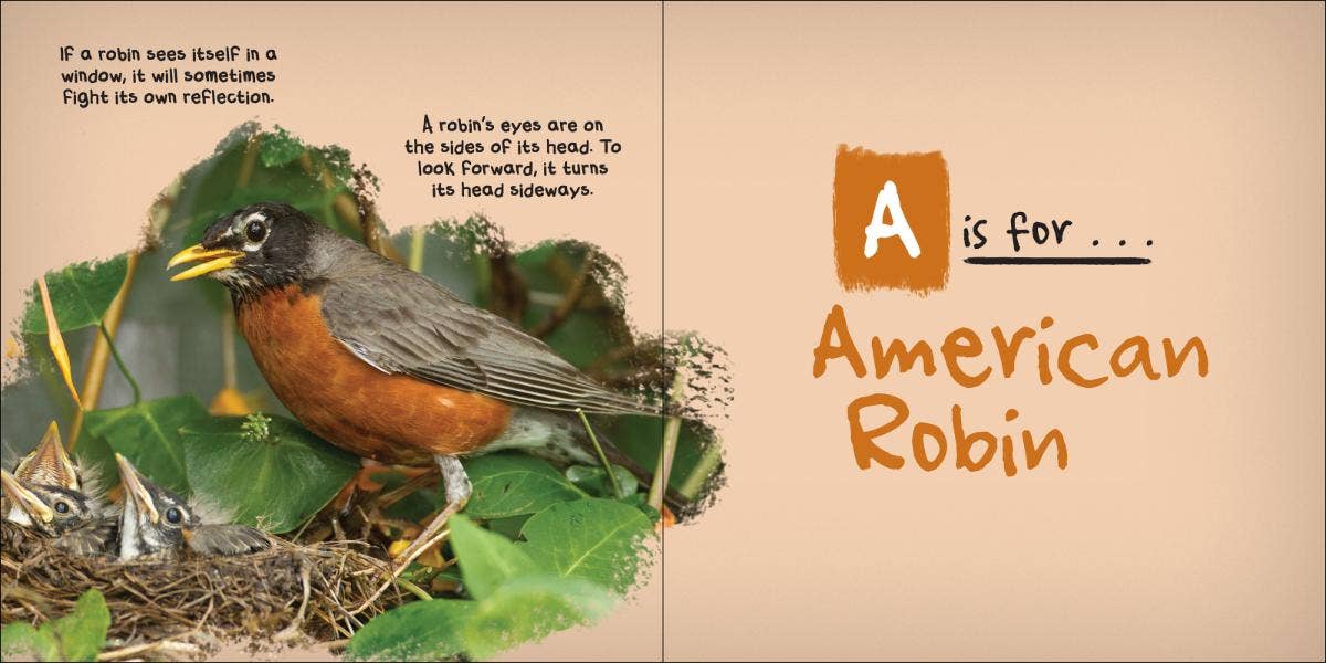 AdventureKEEN - Wholesale Nature & Outdoors - C is for Cardinal - Alphabet of Birds1