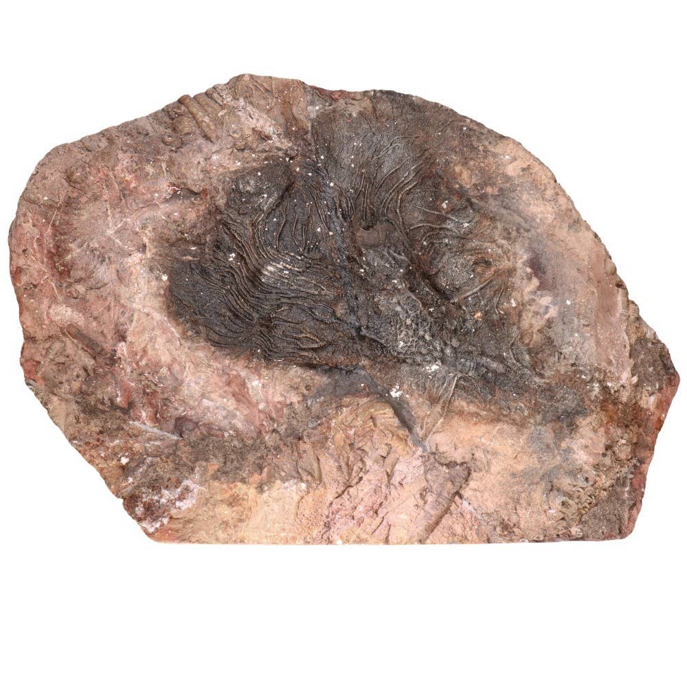 Vives de la Cortada S.L - Wholesale Spiritual Stone/Crystal - Fossil part (A)2