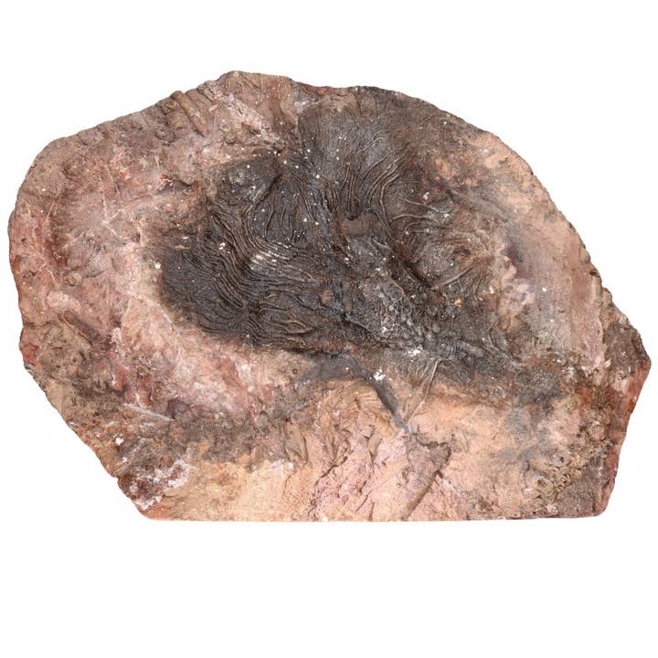 Vives de la Cortada S.L - Wholesale Spiritual Stone/Crystal - Fossil part (A)2