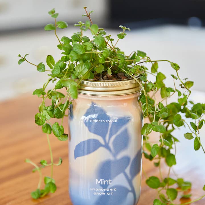 Modern Sprout - Wholesale Plant Pot - Herb Garden Jar28