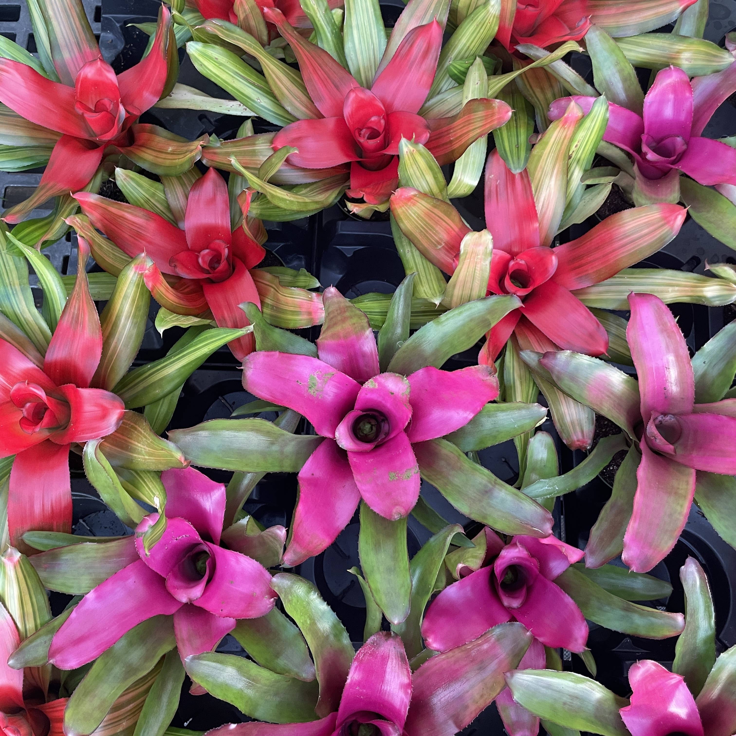 Thorsen's Greenhouse - Wholesale Live Plant - Bromeliad Neoregelia 'Neos' - Live Plant - Assorted4