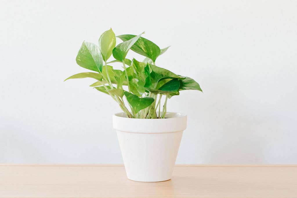 Carter & Rose - Wholesale Plant Pot - White Porcelain Pot