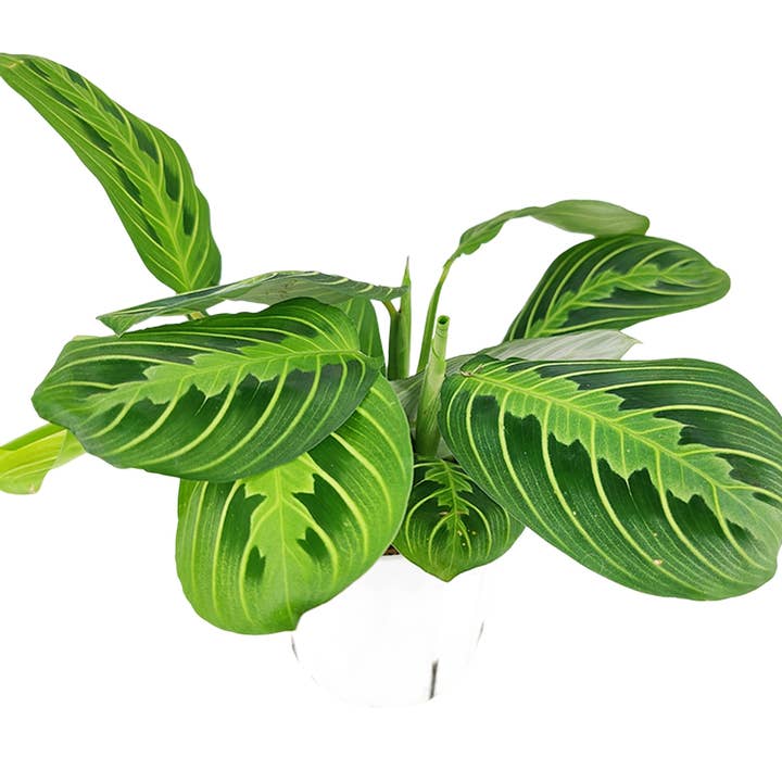 Best Plant Friend - Wholesale Live Plant - Maranta Lemon Lime - Unique Prayer Plants - 4 inch Pot2