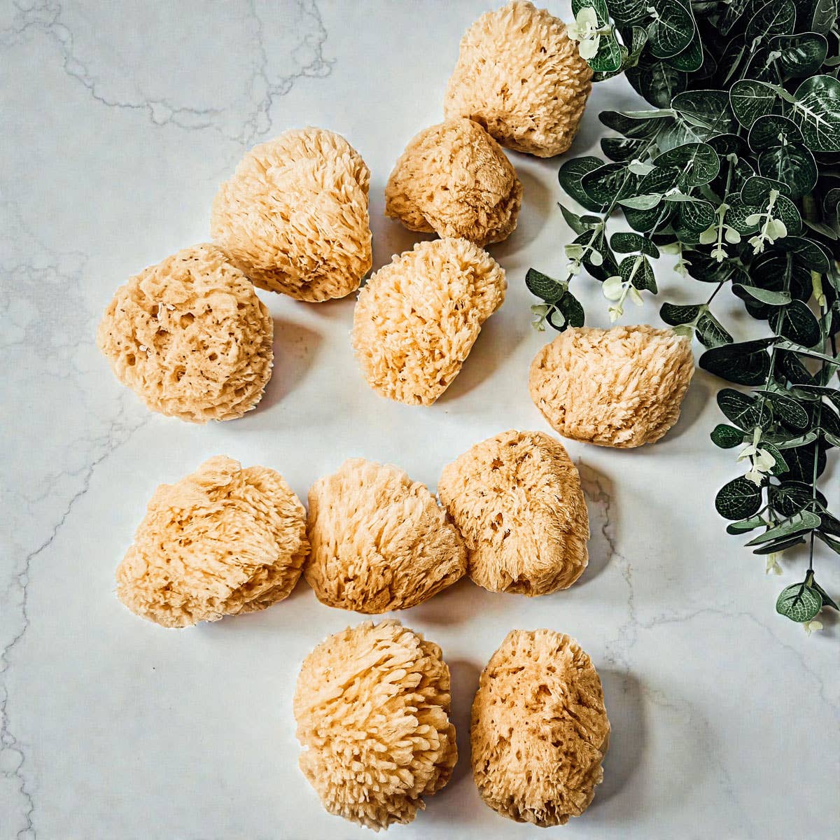 Gia Roma - Wholesale Bath Pouf/Sponge - Dead Sea Sponge, All Natural Body Wash Loofah 4-5"28