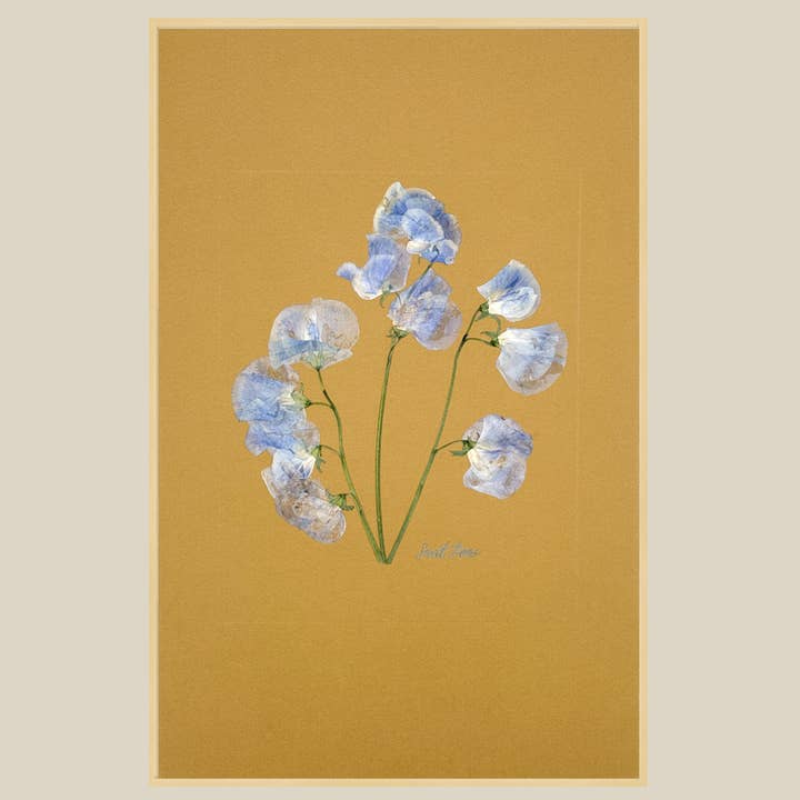 The Fleur De Lis House - Wholesale Sculpture - One-of-a-kind real pressed sweet pea on mustard wall art3