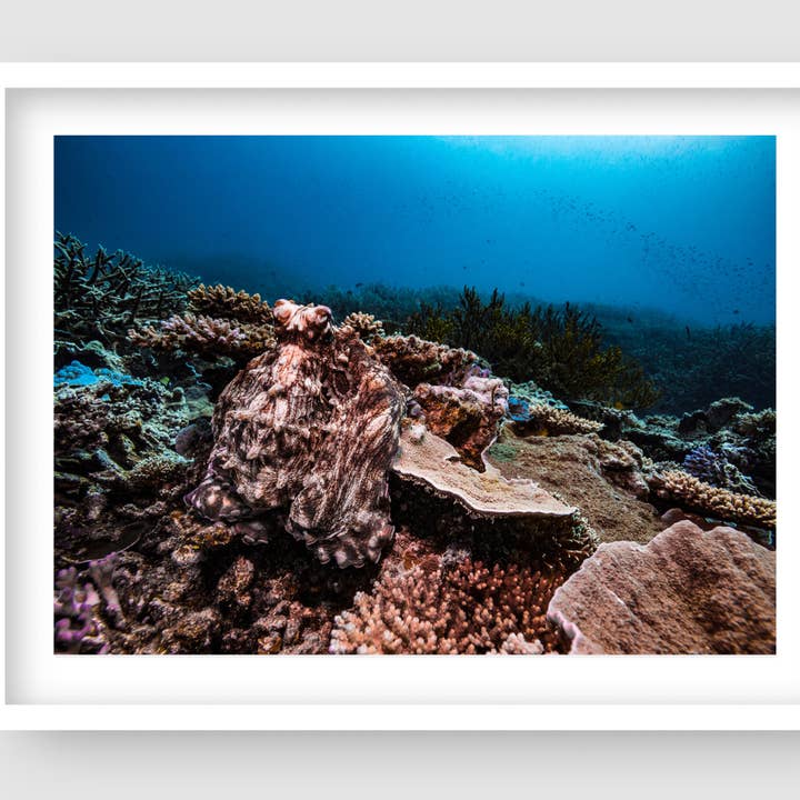 Occy Whitsundays Australien Fotografie für den Großhandel von Above And Below Gallery