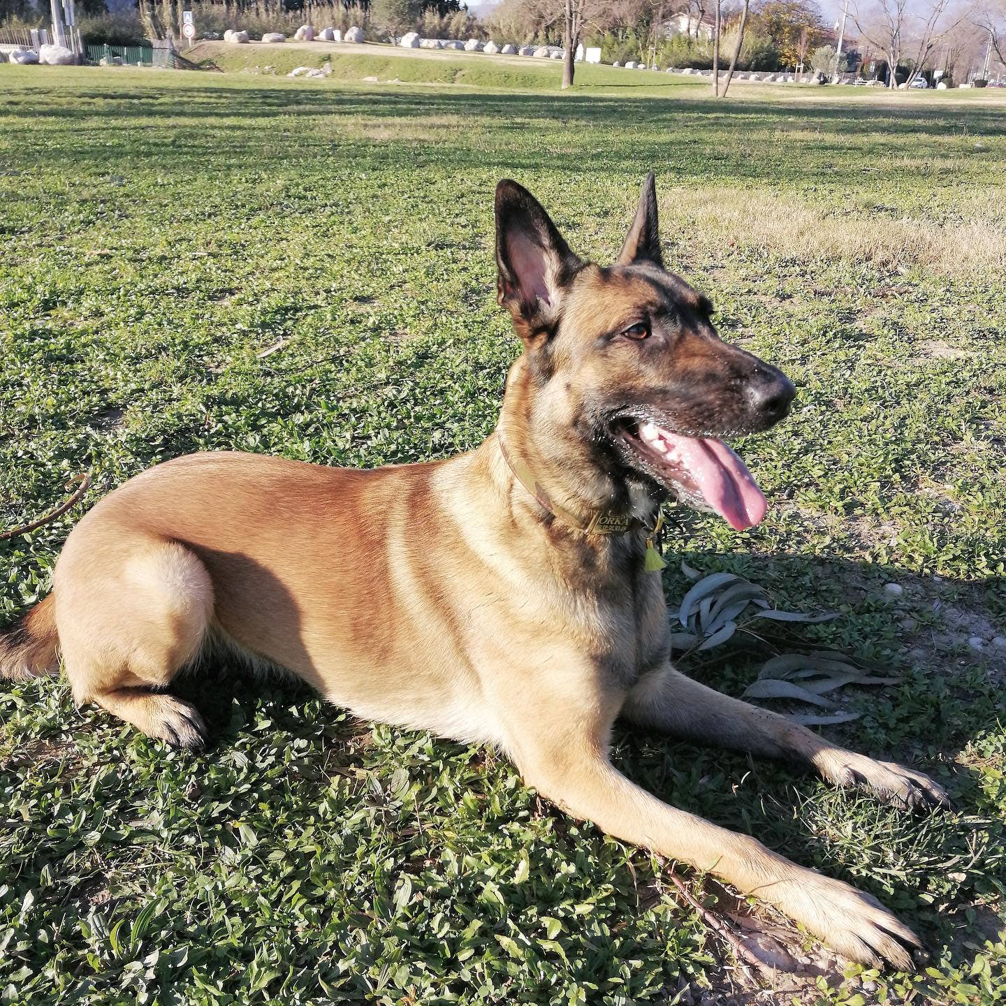 Frimousse Dog – wholesale Pet collar – Dog – “Colonel” military adjustable dog collar6