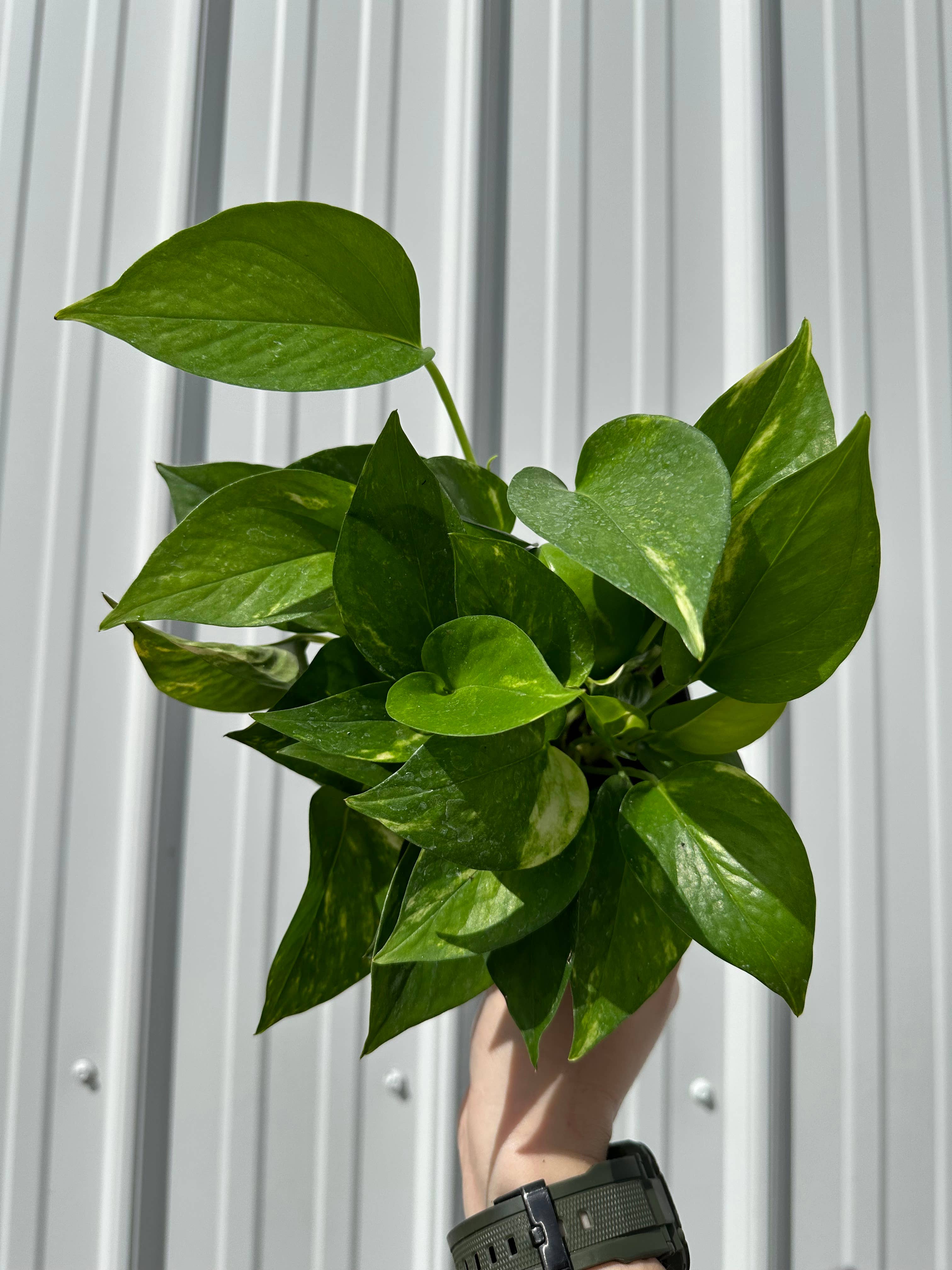 Central Florida Ferns & Foliage - Wholesale Live Plant - POTHOS Golden Live Plant 4in0