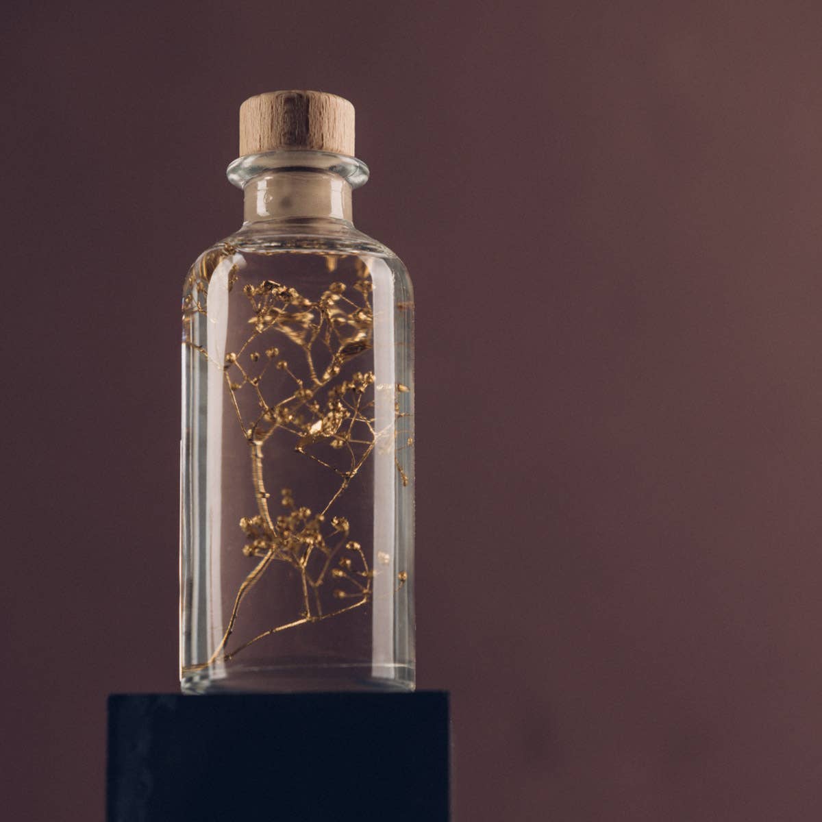 Theophile Berthon - Vente Plante - L'Herbarium Gypsophile Or - plante immergée28