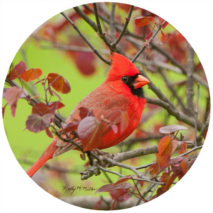 KM Cardinal for wholesale by Andreas