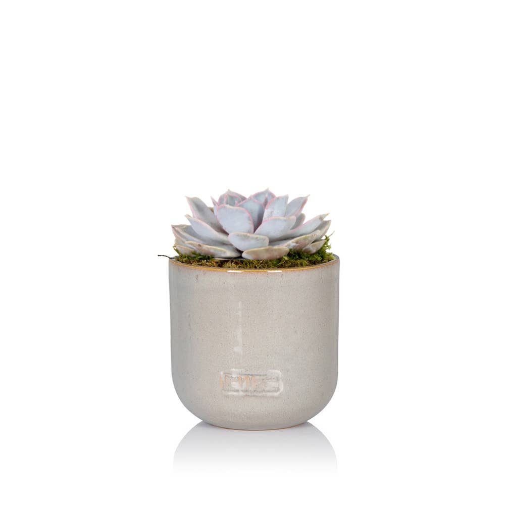 The Little Botanical – wholesale Succulent – Lilacina3