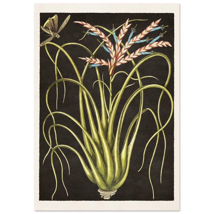 Vild tall för wholesale av Maison de Paloma