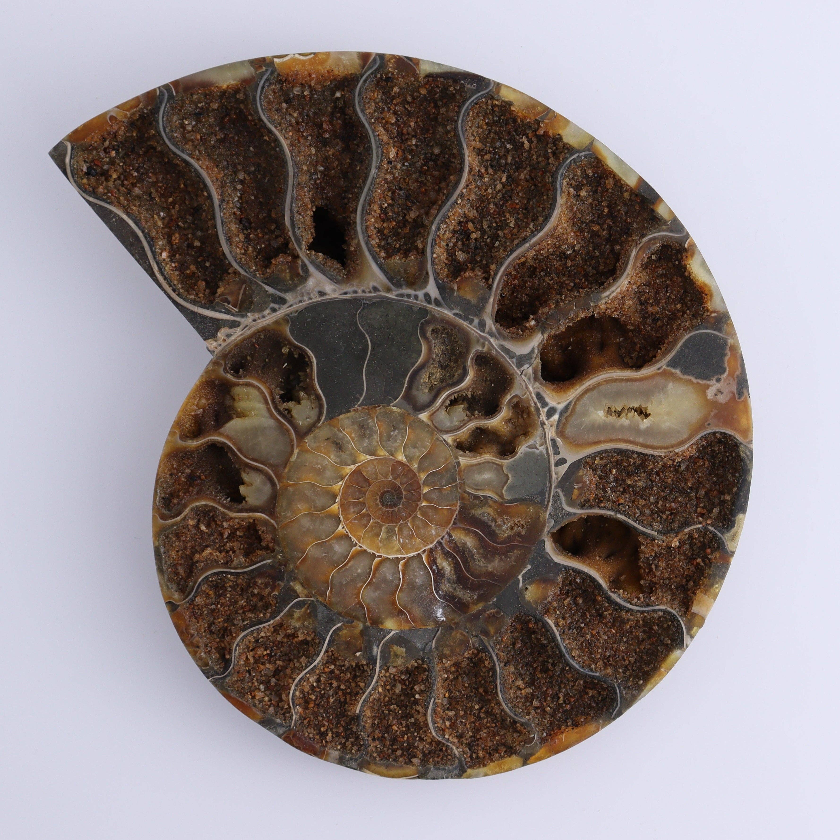 Mi Esperanza Minerals - Vente Décorations de table - Paire d'ammonites2