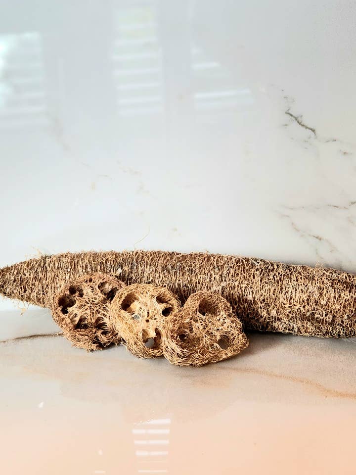 Homegrown Loofah Sponge for wholesale by Muscadine Creek Creamery L.L.C