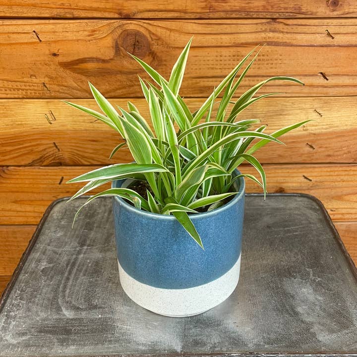 Chlorophytum Irish Spider, 4" Plant for wholesale by The Plant Farm