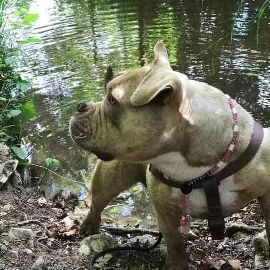 Coleira anti-carrapatos largura 1cm em cerâmica EM | Laissedewouf ajustável Uni por atacado de Laisse de wouf