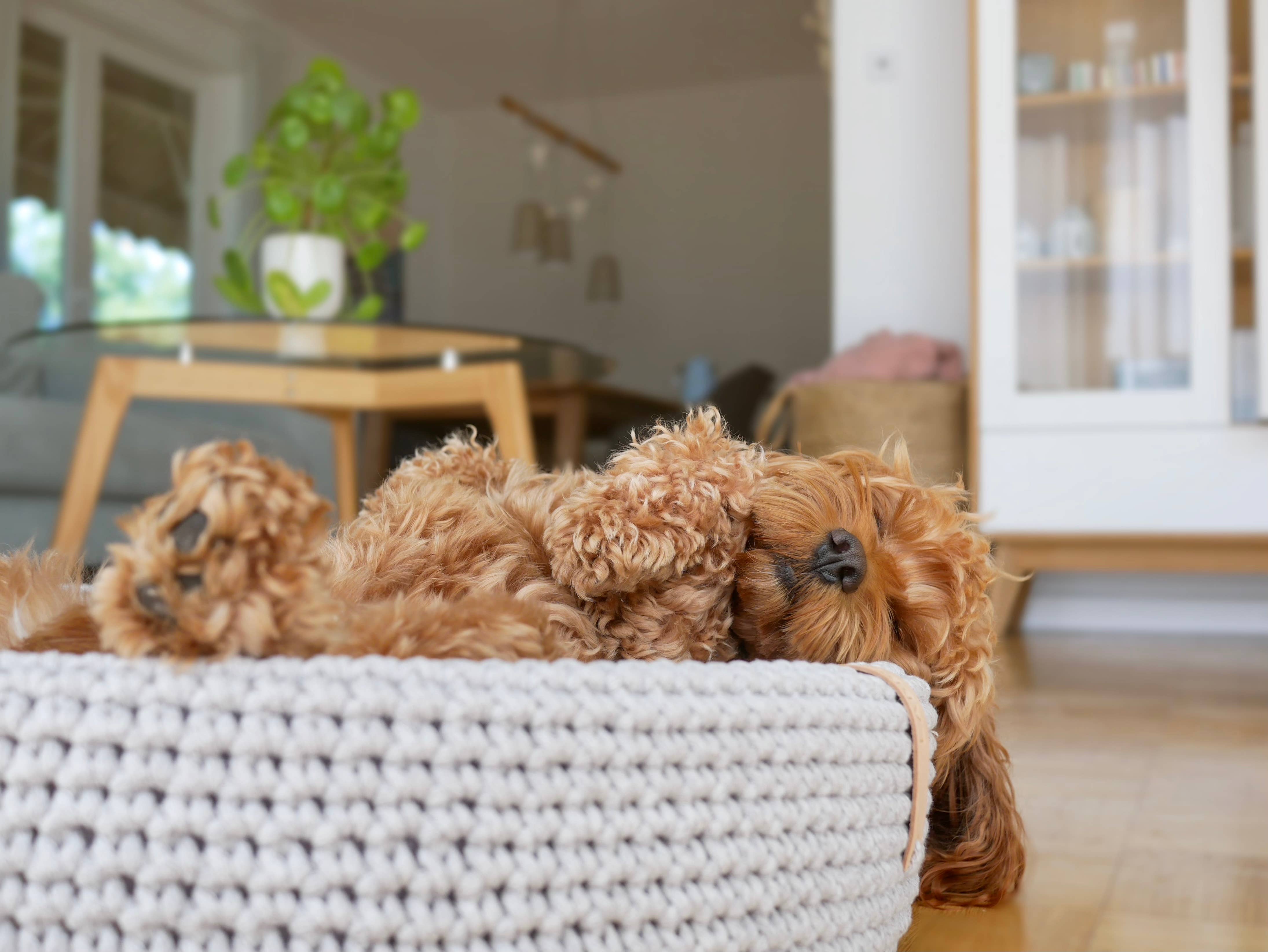 Labbvenn - Vente Panier – chien - Panier pour chien Lukko de forme ovale unique, entièrement fait à la main19