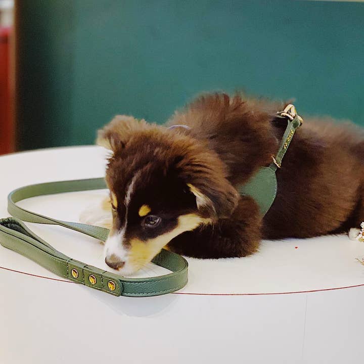 Pet So Chic - Wholesale Pet Harness - Dog - Dog Harness - Forest Green4