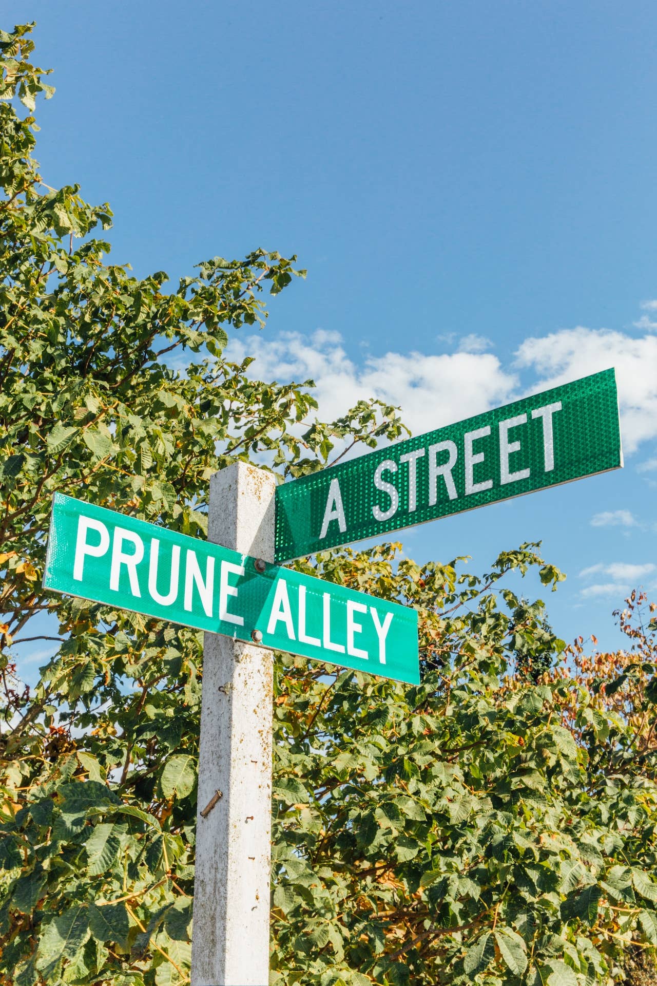 Girl Meets Dirt - Vente Conserve de fruits - Préserve de coupe de prune italienne 4.5oz5