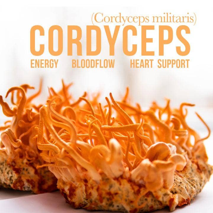 Vesper Mushrooms - Wholesale Sports/Energy Drink - Myco Mushroom Energy5