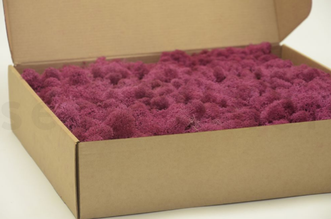 Moss House – wholesale Live plant – Reindeer Moss Stabilized Lichen Fuchsia by MossHouse3