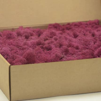 Moss House - Wholesale Live Plant - Reindeer Moss Stabilized Lichen Fuchsia by MossHouse3