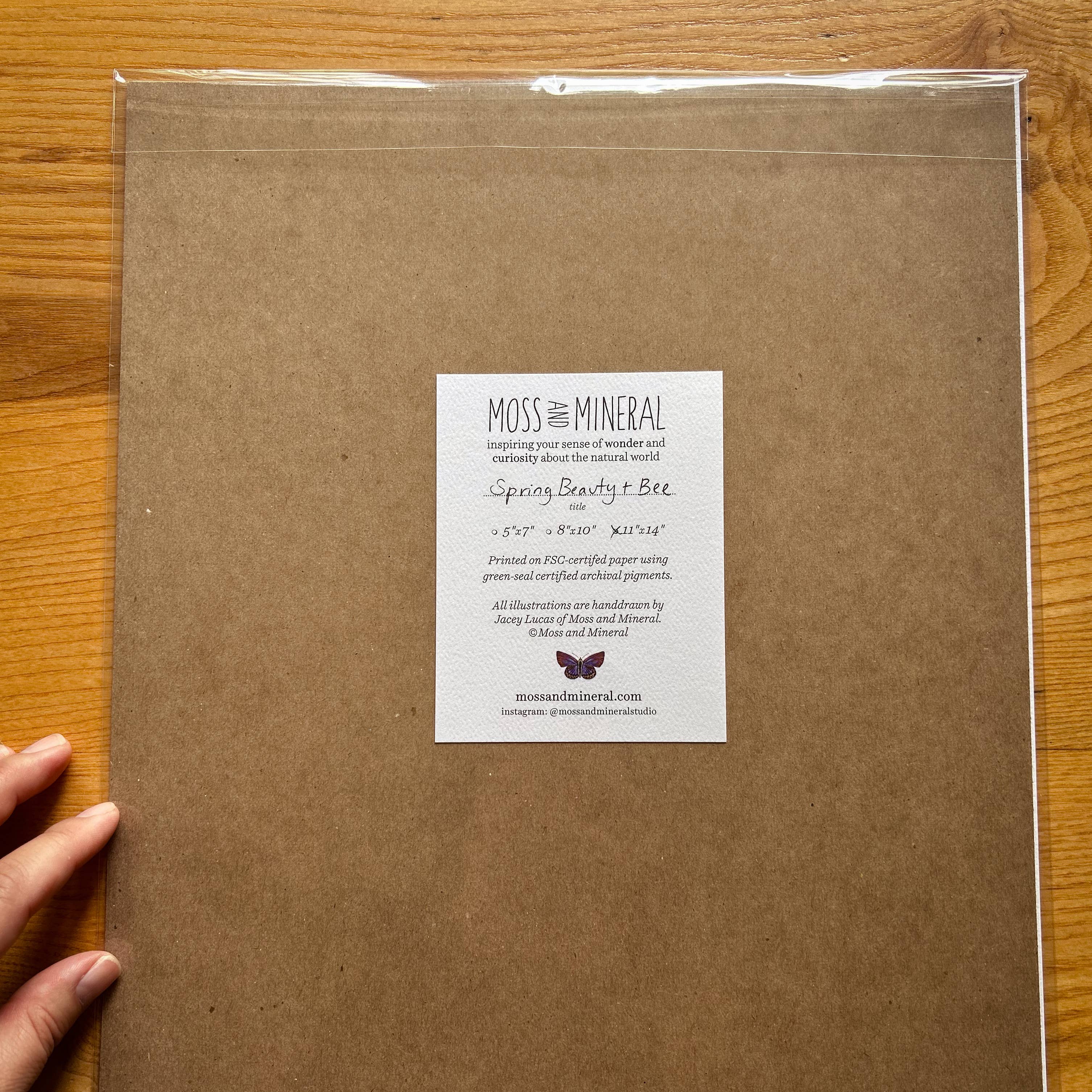 Moss and Mineral - Wholesale Art Print - Eastern Box Turtle, Scientific Illustration Botanical Print6