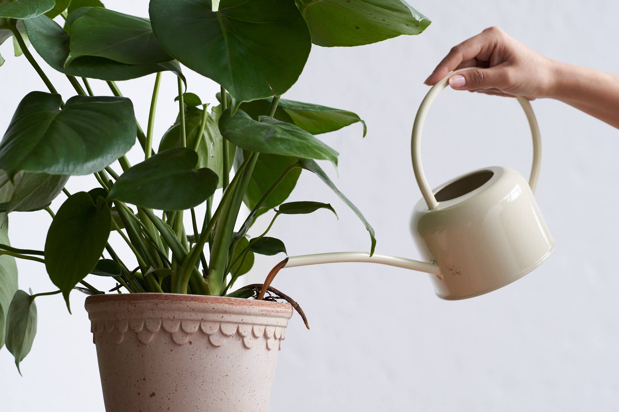 Arber - Wholesale Fertilizer - Organic Arber Plant Food 16oz2