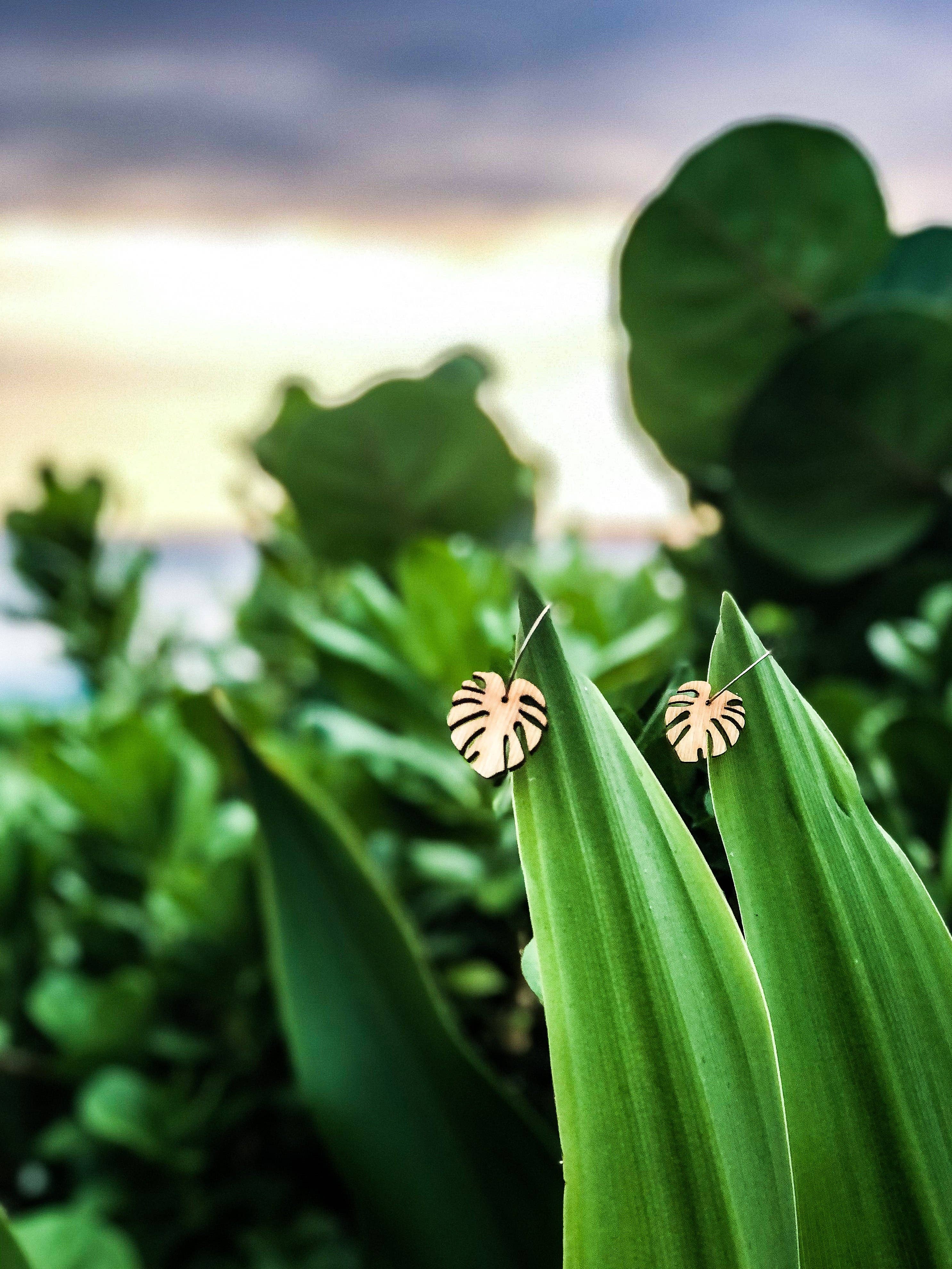 lovelevel – wholesale Dangle earrings – Hawaii Wood Earrings | BABY MONSTERA0