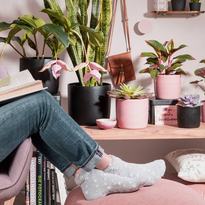 Scheurich - Wholesale Plant Pot - Set of 2 Solido 900 ceramic planters13