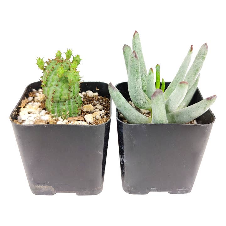 Best Plant Friend - Wholesale Succulent - Weirdo Succulents - 2-inch Pot (1 case = 2 Plants)