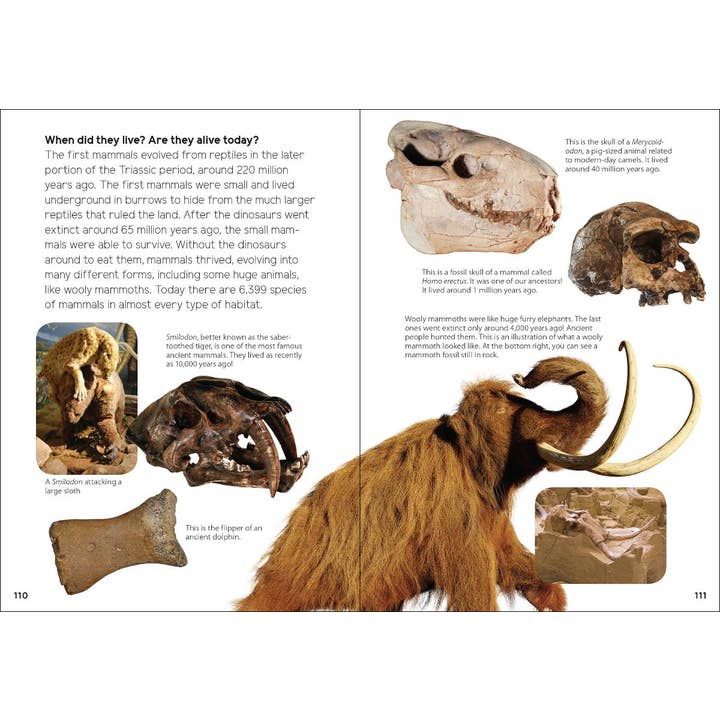 AdventureKEEN - Wholesale Early Reader Book (6-8) - Fossils for Kids4