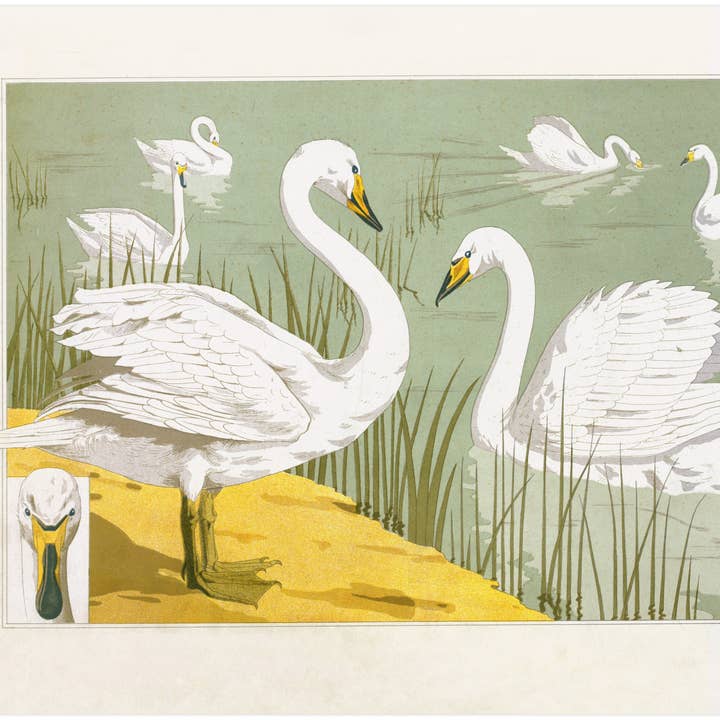 Art nouveau swan | Verneuil L'animal dans la Décoration | Water bird art | Natural History print | Modern vintage décor | Eco-friendly gift for wholesale by Rock Paper Scissors Wall Art