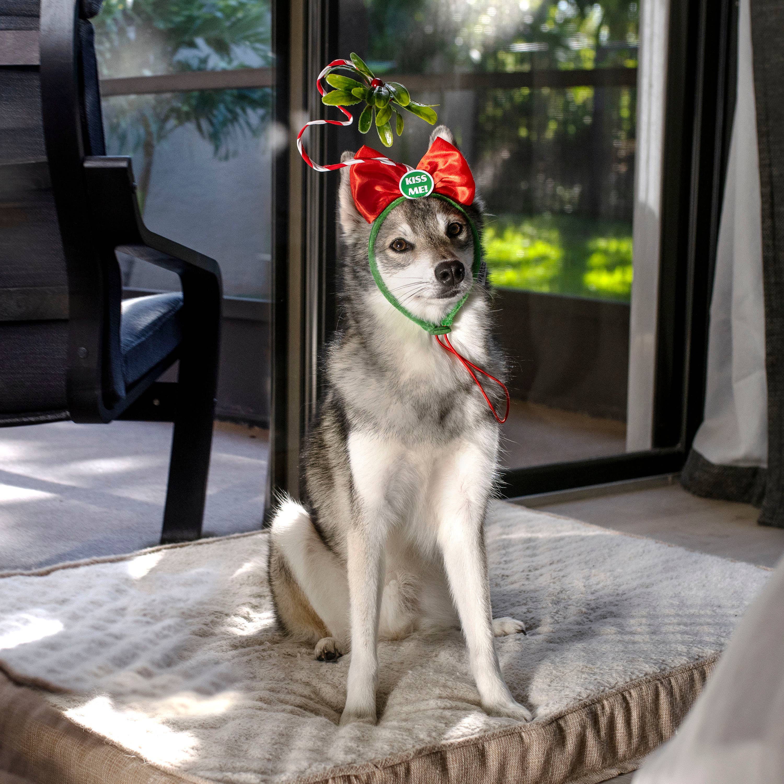 Midlee Designs - Vente Déguisement – chien - Midlee Designs Costume pour chien Serre-tête « Kiss Me Under the Mistletoe »8