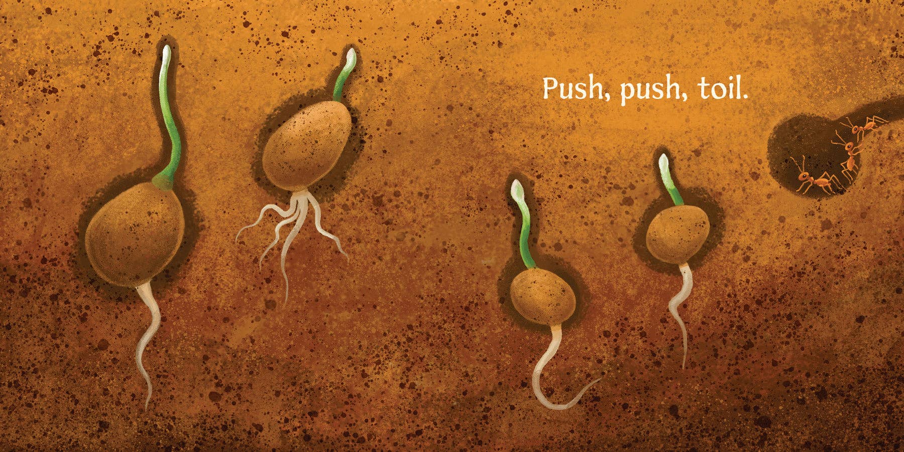 Amicus Publishing - Wholesale Baby & Toddler Book (0-2) - Wildflowers Grow2